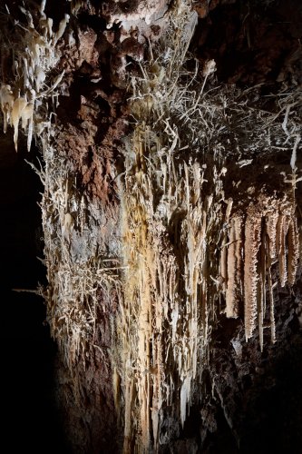 Grotte du Sud de l'Arizona (USA) - Paroi couverte d'excentriques (SP-20-0184)