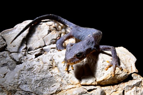 Gouffre des Ravières (Doubs) - Triton alpestre à la base du puits d'entrée(SP-20-0346)