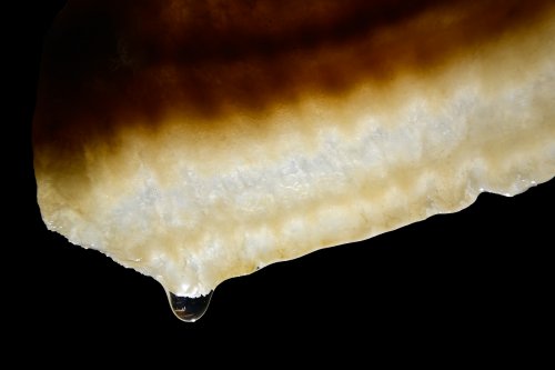 Grotte de Trabuc (Gard) - Petite draperie en transparence avec goutte au bout(SP-21-0682)