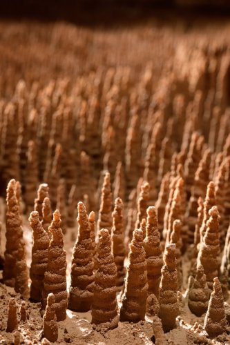 Grotte de Trabuc (Gard) - Les 100 000 soldats : détail de "soldats"(SP-21-0713)