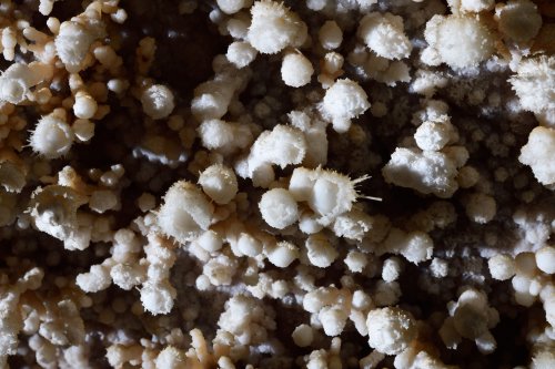 Grotte de Trabuc (Gard) - Détail de concrétionnement "pop corn" dans la salle du Lac de minuit (détail)(SP-21-0751)
