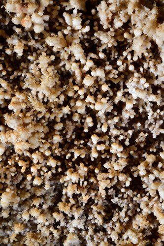 Grotte de Trabuc (Gard) - Détail de concrétionnement "pop corn" dans la salle du Lac de minuit (vue ensemble)(SP-21-0754)
