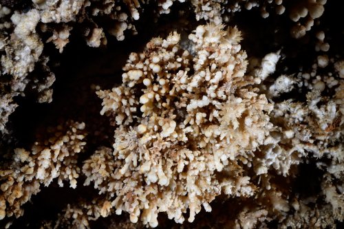 Grotte de Trabuc (Gard) - Ensemble de petites concrétions type "pop corn" dans la salle du Lac de minuit (vue ensemble)(SP-21-0762)