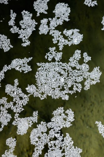 Grotte de Trabuc (Gard) - Calcite flottante dans le gour de "la Cascade" (partie aménagée)(SP-21-0769)