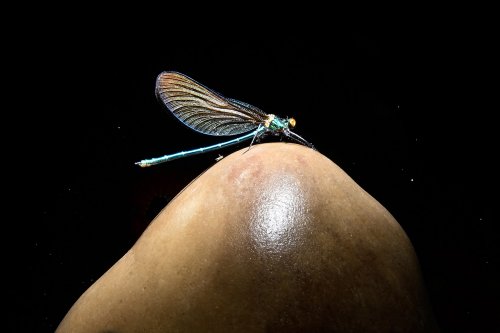 Baume de Gonvillars (Haute Saône) - Libellule sur une stalagmite en contre-jour (SP-21-1253)
