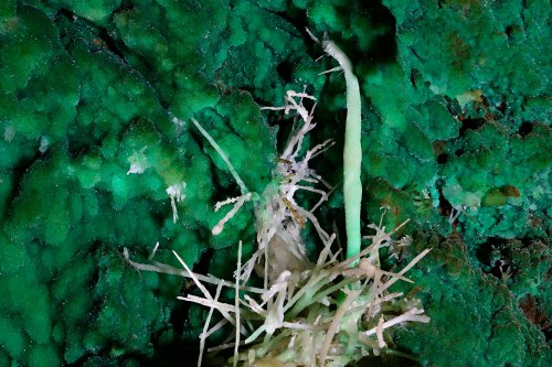 Grand Aven du Mont Marcou (Hérault) - Excentriques " sur une paroi tapissée de cristaux verts(SP-21-1442)