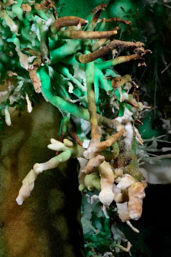 Grand Aven du Mont Marcou (Hérault) - Excentriques d'aragonite coralloïde " vertes et blanches(SP-21-1449)