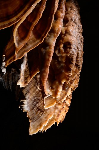 Grotte de l'Orquette (Hérault) - Draperie(SP-21-1656)