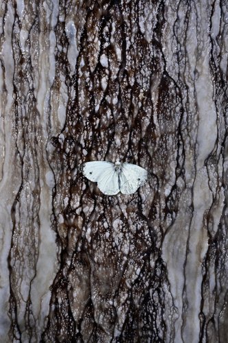 Grotte aux perles - Papillon (piéride du choux) sur une paroi calcifiée (SP-21-1758)