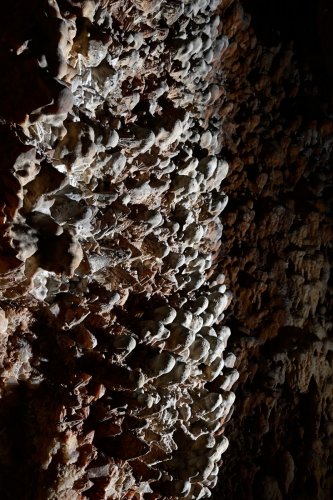 Aven de Suèges (Aveyron) - "Boules" de calcite blanche sur une paroi(SP-22-0409.jpg)