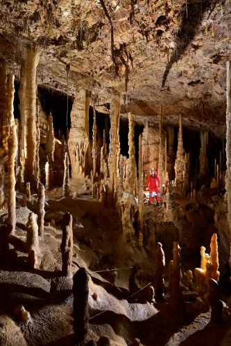 Grotte Flandin (Ardèche) - Grande salle avec forêt de stalagmites et piliers(SP-22-1092)