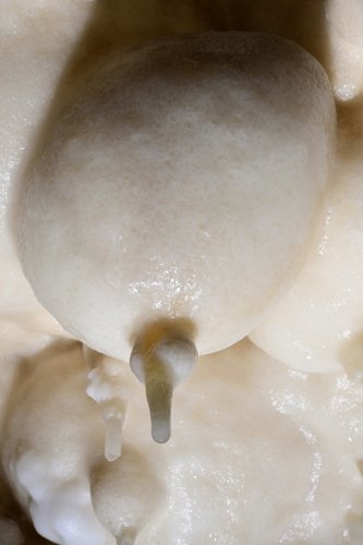 Grotte de Foissac - Bulbe de calcite au plafond d'une petite salle(SP-22-1275)