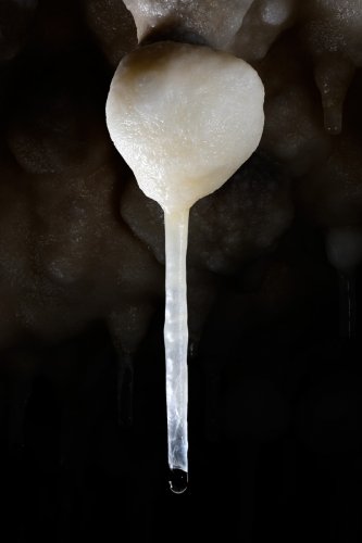 Grotte de Foissac - Fistuleuse avec bulbe dans sa partie supérieure (SP-22-1277)