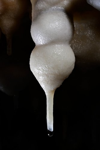 Grotte de Foissac 
- Fistuleuse avec double bulbe dans sa partie supérieure (SP-22-1281)