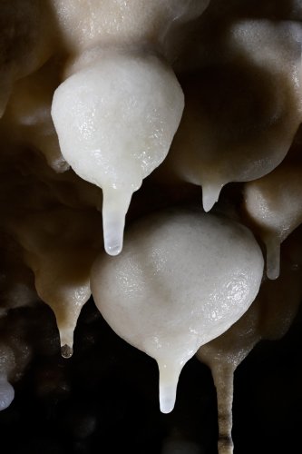 Grotte de Foissac - Bulbes de calcite au plafond d'une petite salle(SP-22-1283)
