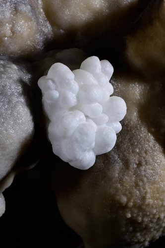 Grotte de Foissac - "Bourgeon" de calcite sur une paroi(SP-22-1286)