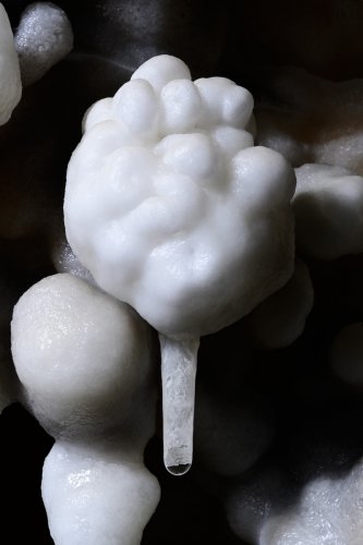 Grotte de Foissac - Détail d'un "bourgeon" de calcite avec petite fistuleuse(SP-22-1287)