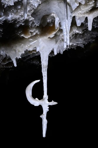 Grotte de la Devèze (Hérault) - Partie aménagée - La hallebarde (excentrique sur une fistuleuse)(SP-22-2382)