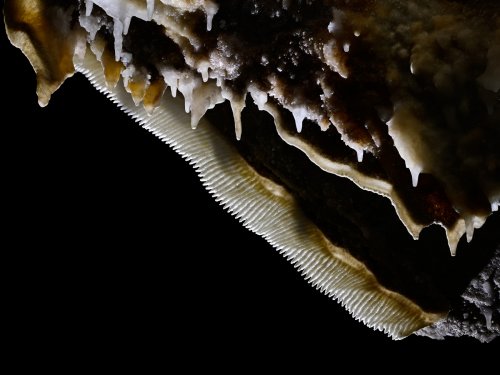 Grotte de la Devèze (Hérault) - Partie aménagée - Longue draperie crantée(SP-22-2383)