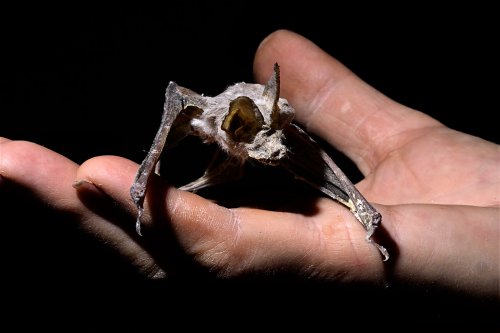 Colonel cave (Mont Sodome, Israël) - Chauve souris morte momifiées dans le sel(SP-23-0815)