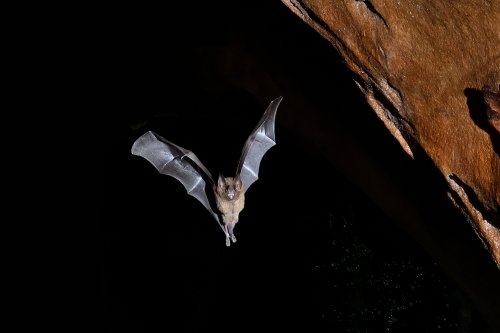 Gruta da Judéia (Amazonas, Brésil) - Chauve-souris en vol (Phyllostomus)(SP-23-0974)