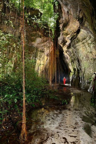 Fenda das Raizes (Amazonas, Brésil) -  Racines d'arbres  dans un petit canyon de grès(SP-23-0985)