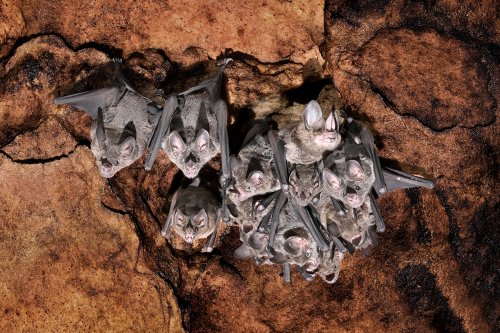 Gruta da Catedral (Amazonas, Brésil) -  Groupe de chauves-souris au  plafond (Phyllostomus)(SP-23-1053)