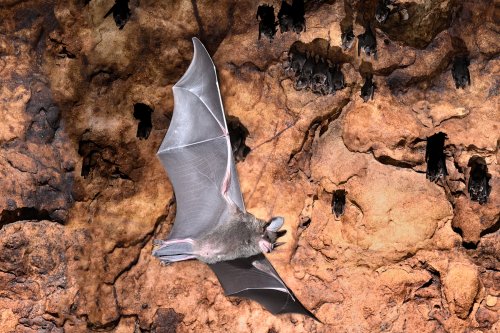 Gruta da Catedral (Amazonas, Brésil) -  Chauve-souris  en vol (Phyllostomus) (SP-23-1058)