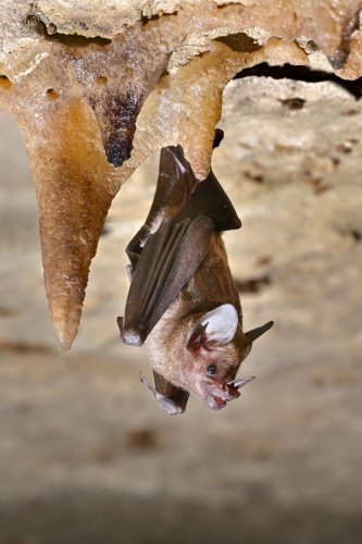 Caverna Paraiso (Para, Brésil) - Chauve-souris ((Phyllostomus) pendue au plafond(SP-23-1108)