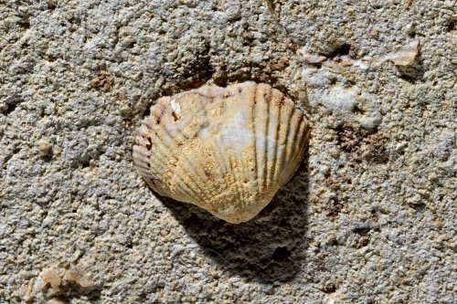 Caverna Paraiso (Para, Brésil) - Fossile  de bivalve au plafond d'une galerie(SP-23-1122)