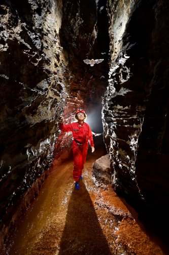 Caverna das Maos (Para, Brésil) - Spéléo  dans une galerie étroite regardant une chauve-souris en vol(SP-23-1154)