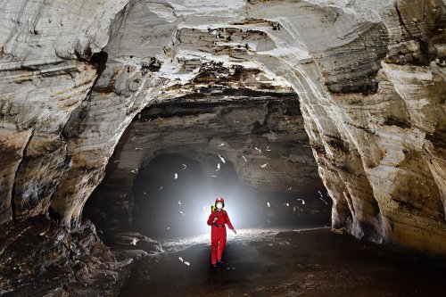 Caverna do Lucas (Para, Brésil) - Spéléo marchant dans une galerie au milieu d'un vol de chauves-souris(SP-23-1182)