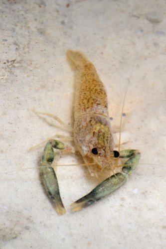 Caverna do Lucas (Para, Brésil) - Ecrevisse cavernicole dépigmentée(SP-23-1206)