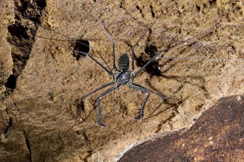 Caverna do Lucas (Para, Brésil) - Amblypyge sur une paroi(SP-23-1210)