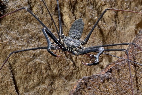 Caverna do Lucas (Para, Brésil) - Amblypyge sur une paroi (vu de face avec ses pinces)(SP-23-1215)