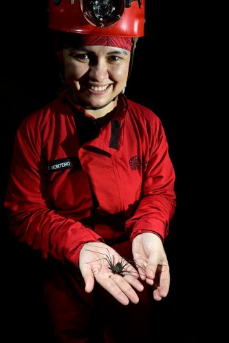 Caverna do Lucas (Para, Brésil) - Spéléo tenant dans sa main un amblypyge (SP-23-1219)