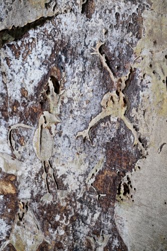 Caverna das Maos (Para, Brésil) - Gravures préhistoriques sur une paroi  (SP-23-1287)