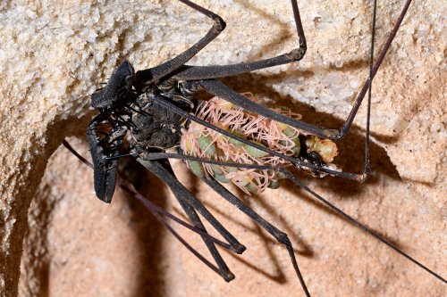 Caverna do Bras (Para, Brésil) - Amblypyge avec  nouveaux nés sur le dos(SP-23-1322)