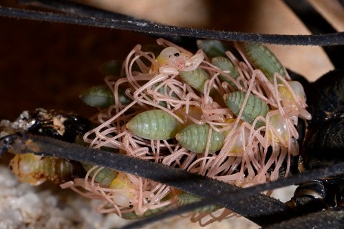 Caverna do Bras (Para, Brésil) - Amblypyge avec  amblypyges nouveaux nés sur le dos (détail)(SP-23-1325.jpg)
