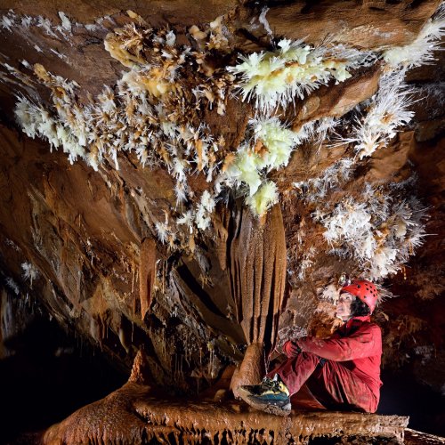 Grotte du Charbon (Hérault) - Personnage regardant des bouquets d'aragonite jaune pale au plafond(SP-23-1411)
