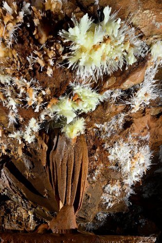 Grotte du Charbon (Hérault) - Bouquets d'aragonite  jaune pale sur une paroi(SP-23-1412)