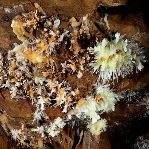 Grotte du Charbon (Hérault) - Détail de bouquets d'aragonite  jaune pale sur une paroi(SP-23-1413)