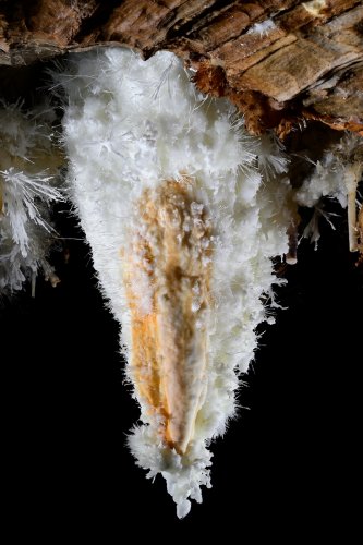 Grotte du Charbon (Hérault) - Stalactite  massive bicolore recouverte d'excentriques (SP-23-1415B)