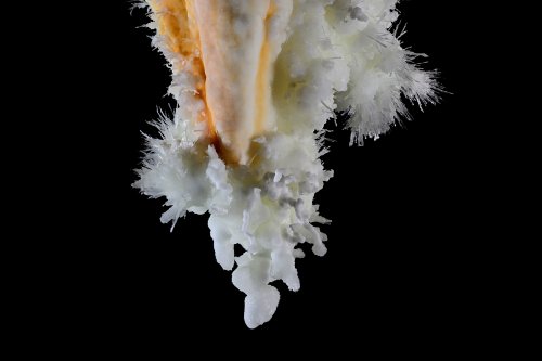 Grotte du Charbon (Hérault) -  Détail de l'extrémité d'une stalactite massive bicolore recouverte d'excentriques (SP-23-1417)