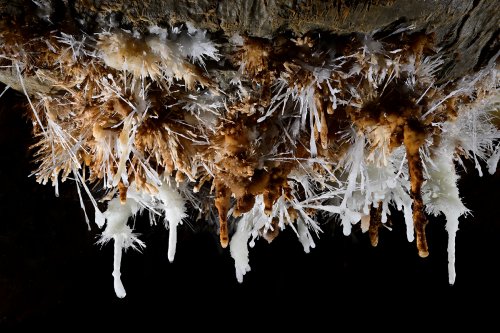 Grotte du Charbon (Hérault) -  Ensemble de stalactites et  de bouquets d'aragonite(SP-23-1425)