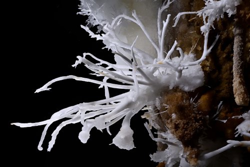 Grotte du Charbon (Hérault) - Bouquet d'aragonite coralloïde(SP-23-1427)