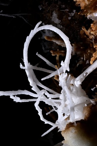 Grotte du Charbon (Hérault) -  Excentriques d'aragonite en forme de boucle(SP-23-1431)