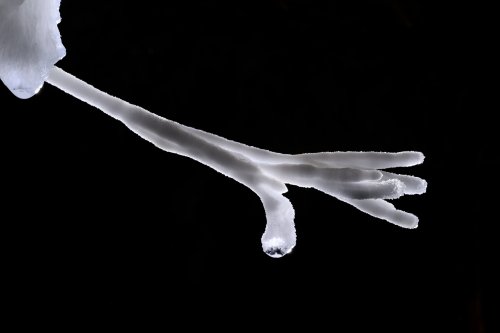 Grotte du Charbon (Hérault) - Fine excentrique d'aragonite en forme de main(SP-23-1432)