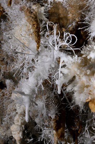 Grotte du Charbon (Hérault) -  Vue d'ensemble d'un plafond concrétionné avec boucles d'aragonite(SP-23-1434)