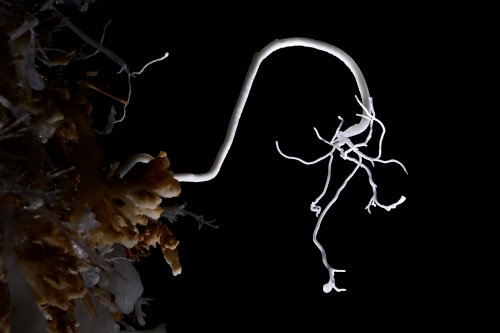 Grotte du Charbon (Hérault) - "Le pendu" : fine excentrique d'aragonite en forme de crochet(SP-23-1439)